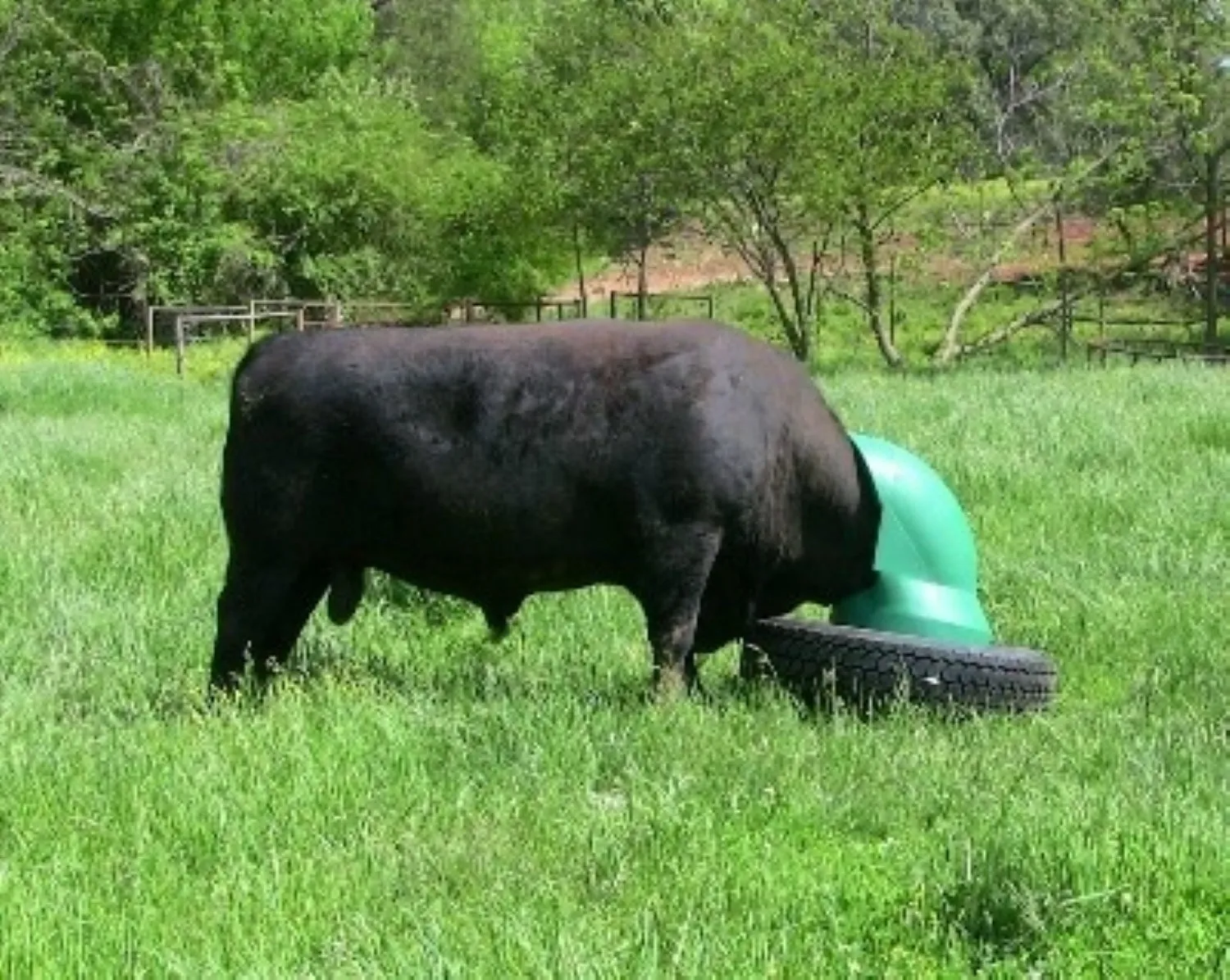 AmeriAg Livestock Cattle Mineral Feeder