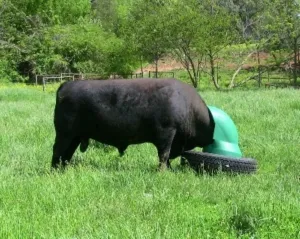 AmeriAg Livestock Cattle Mineral Feeder