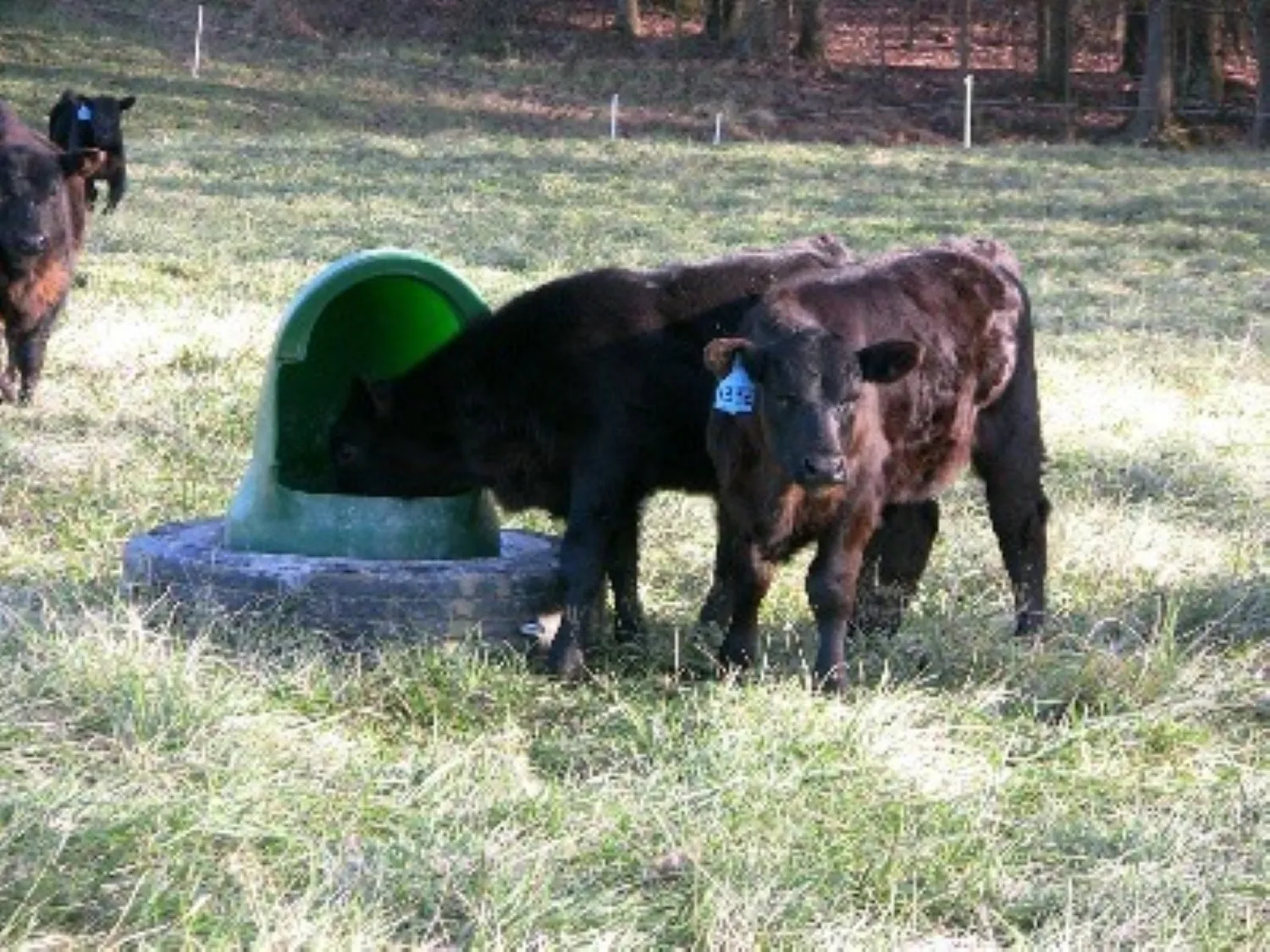 AmeriAg Livestock Cattle Mineral Feeder