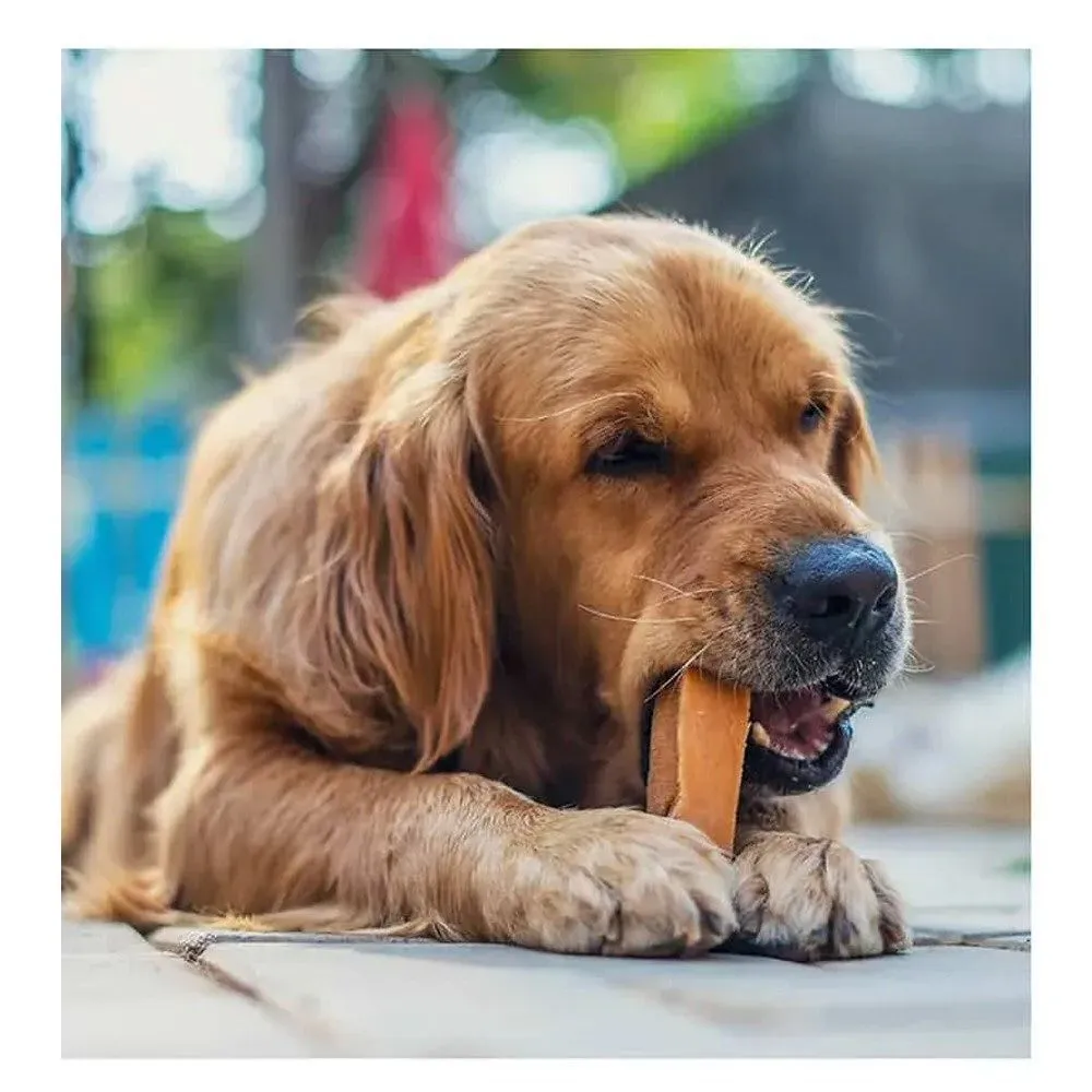 Dogsee 130g Large Dog Chew Bar Treat with Turmeric