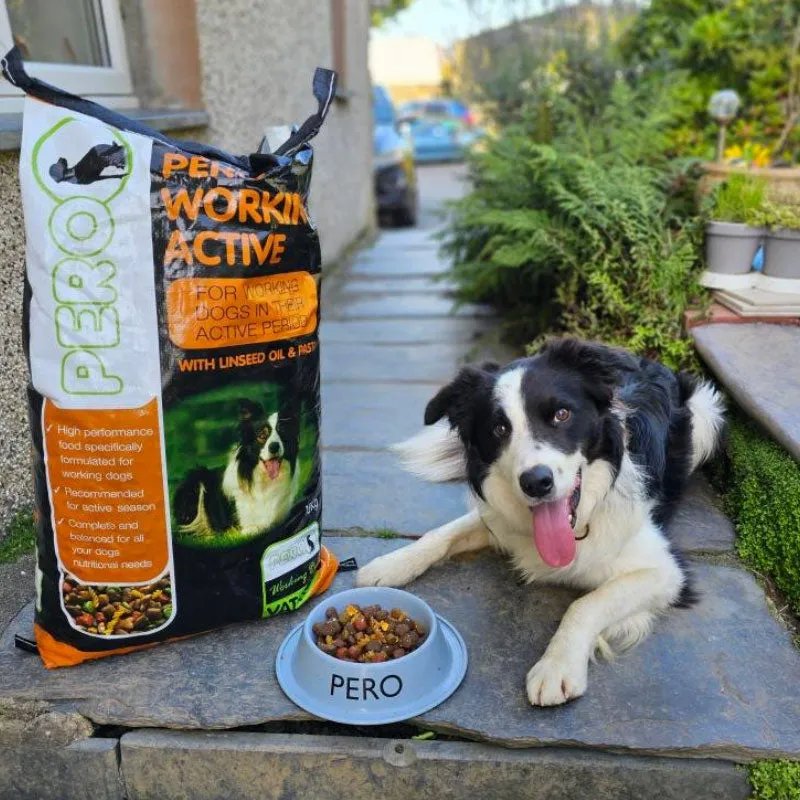 Pero Working Dog Active
