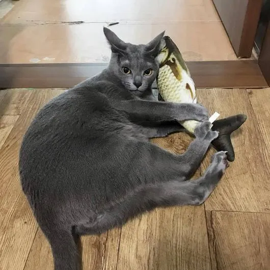 Realistic Fish Toy