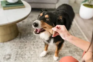 Whimzees by Wellness Daily Dental Antlers